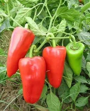 1689061659470817.jpg b025d8aa5a05f65eeb95f20e2732885a_146314253_5_20181007073715686.jpg